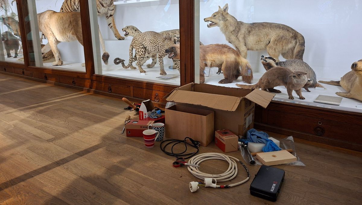 Déménagement délicat au Museum d'histoire naturelle de Nantes
