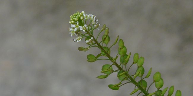 Cresson alénois : une plante pleine de saveurs et de bienfaits