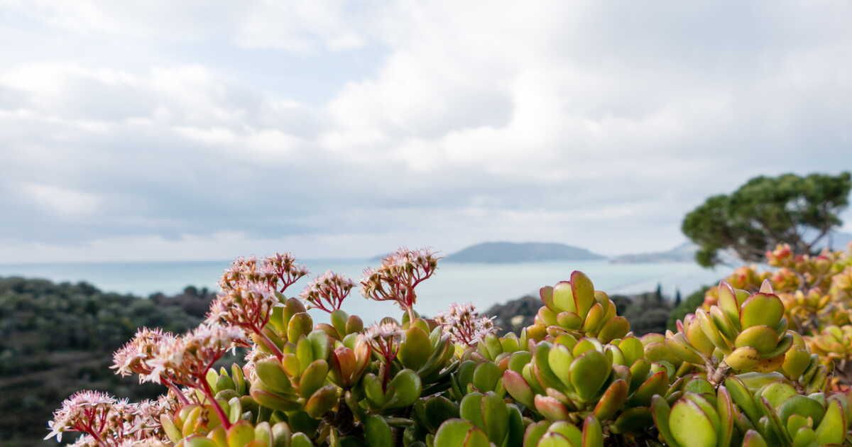 Les plantes côtières : un jardin éblouissant en bord de mer