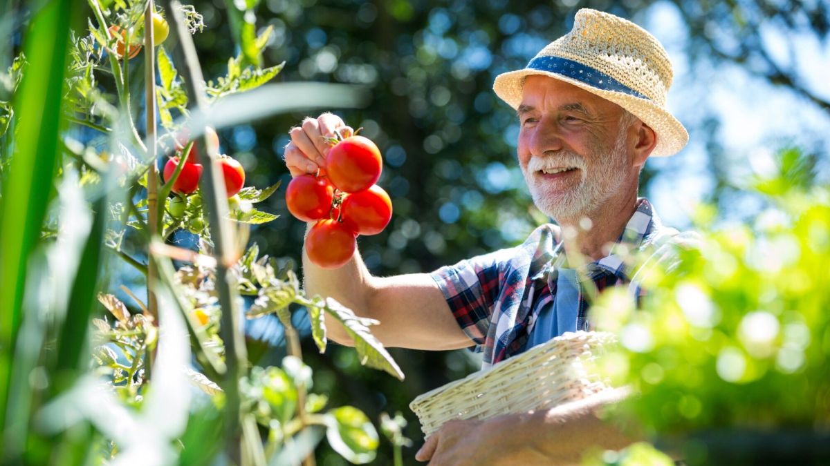 Les secrets des nutriments essentiels pour vos légumes