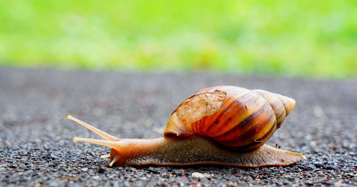 Protéger votre jardin des escargots : astuces à mettre en œuvre