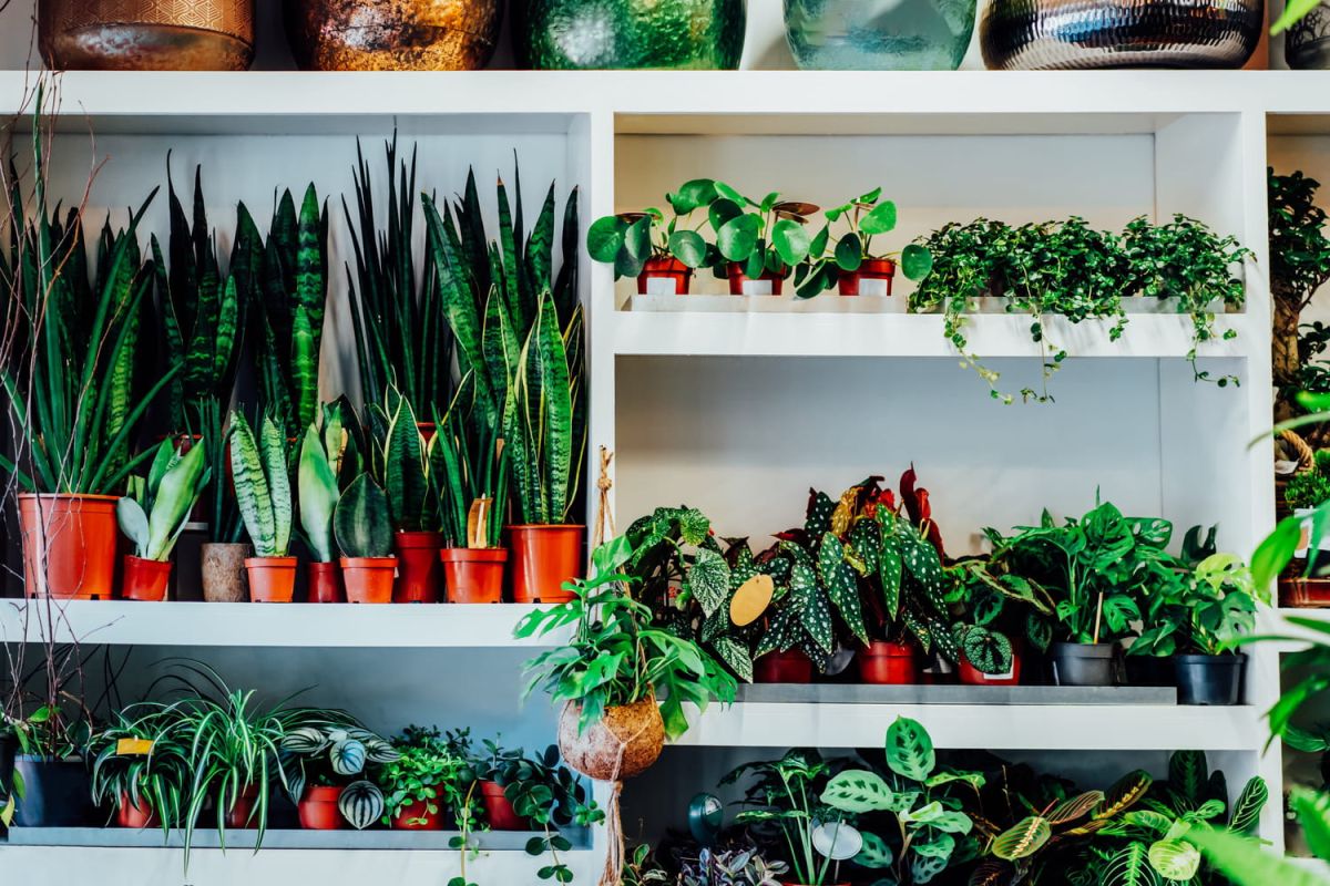 La sansevieria : une plante d'intérieur étonnante pour l'été