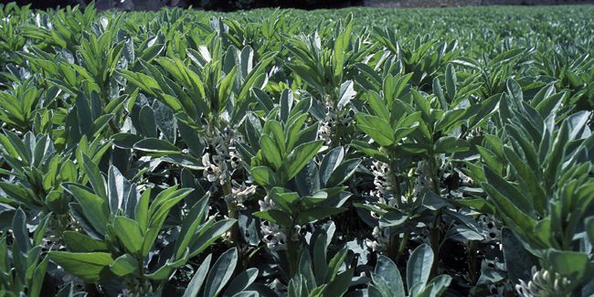 Féverole : une petite graine, de grandes promesses