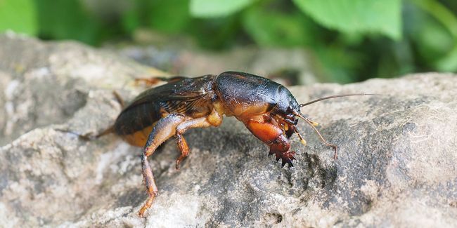 La courtilière : ce petit ravageur qui menace vos légumes