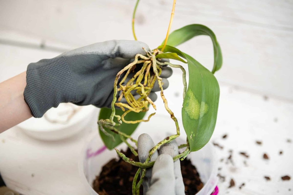La taille des racines d’orchidée : un geste à maîtriser