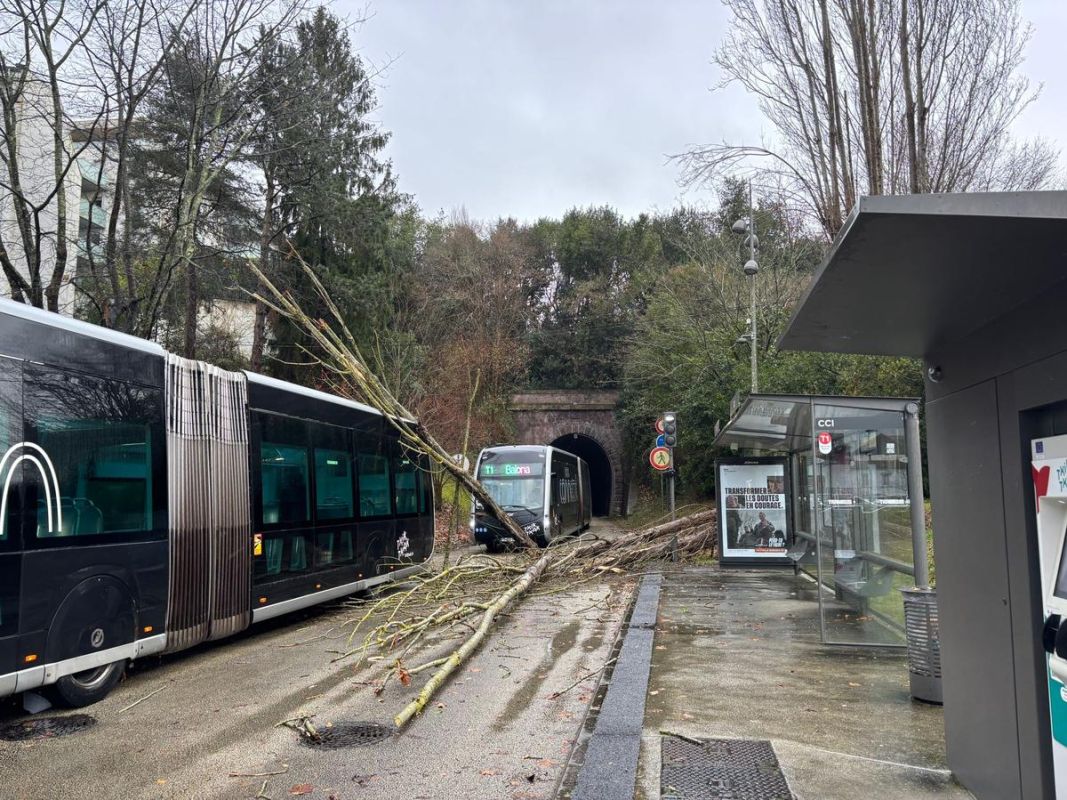 Un arbre écrase un trambus à Bayonne : les passagers en état de choc
