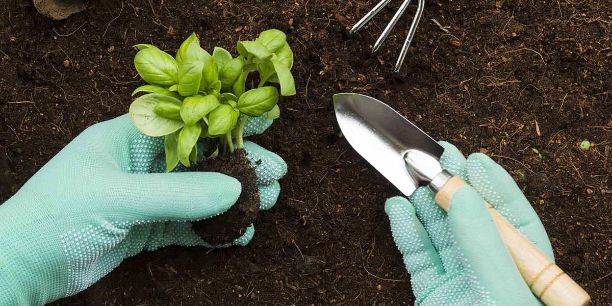 Semer et cultiver le basilic : l'art de cette herbe aromatique