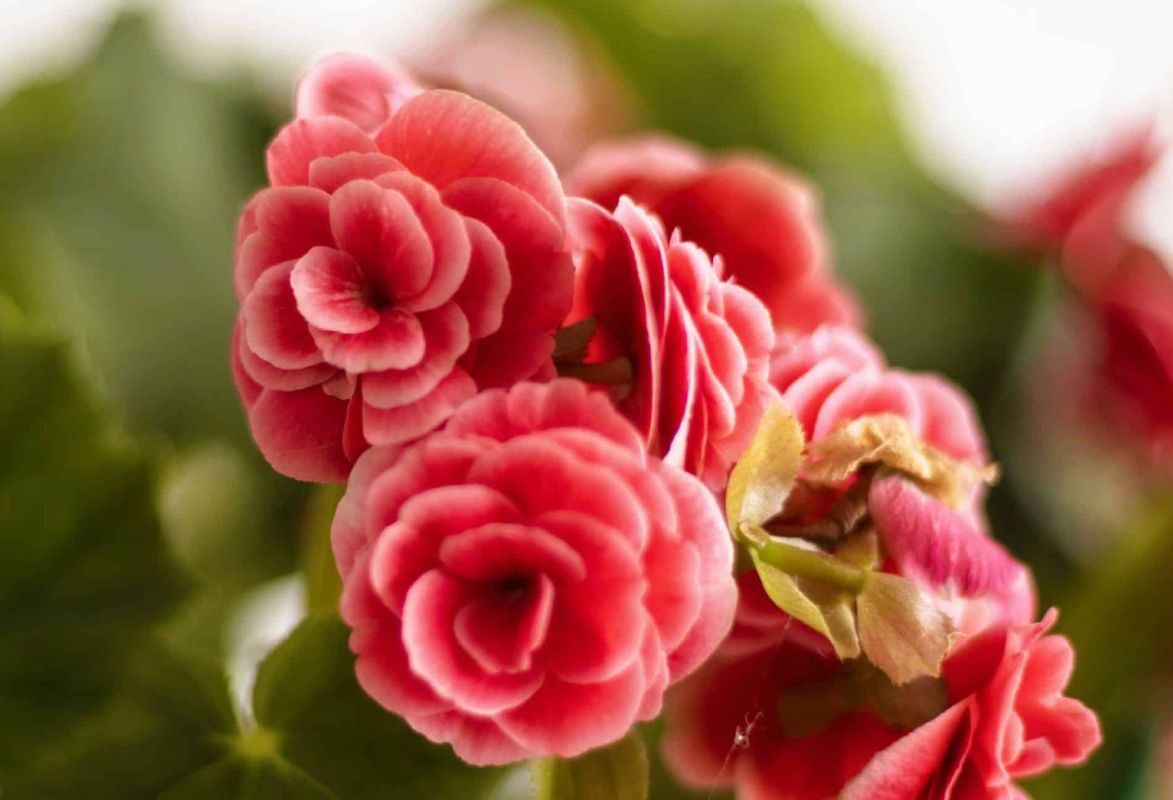 Le bégonia tubéreux, la star des balcons élégants