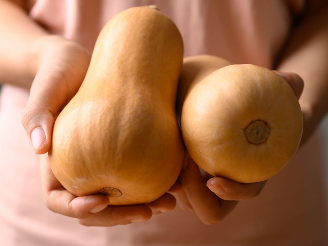 Butternut : une courge d'automne à savourer