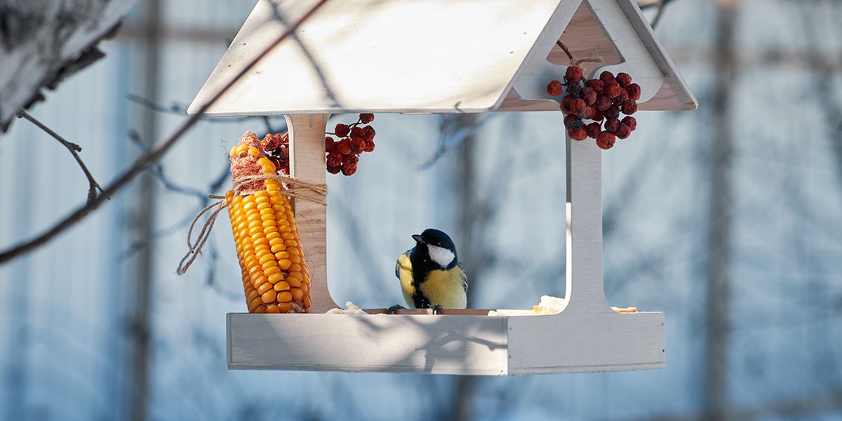 Comment aider les oiseaux de votre jardin à survivre cet hiver