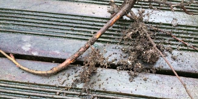 Les secrets du bouturage de racines pour un jardin florissant