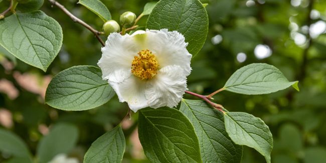 Stewartia à grandes fleurs (Stewartia pseudocamellia), le faux camélia