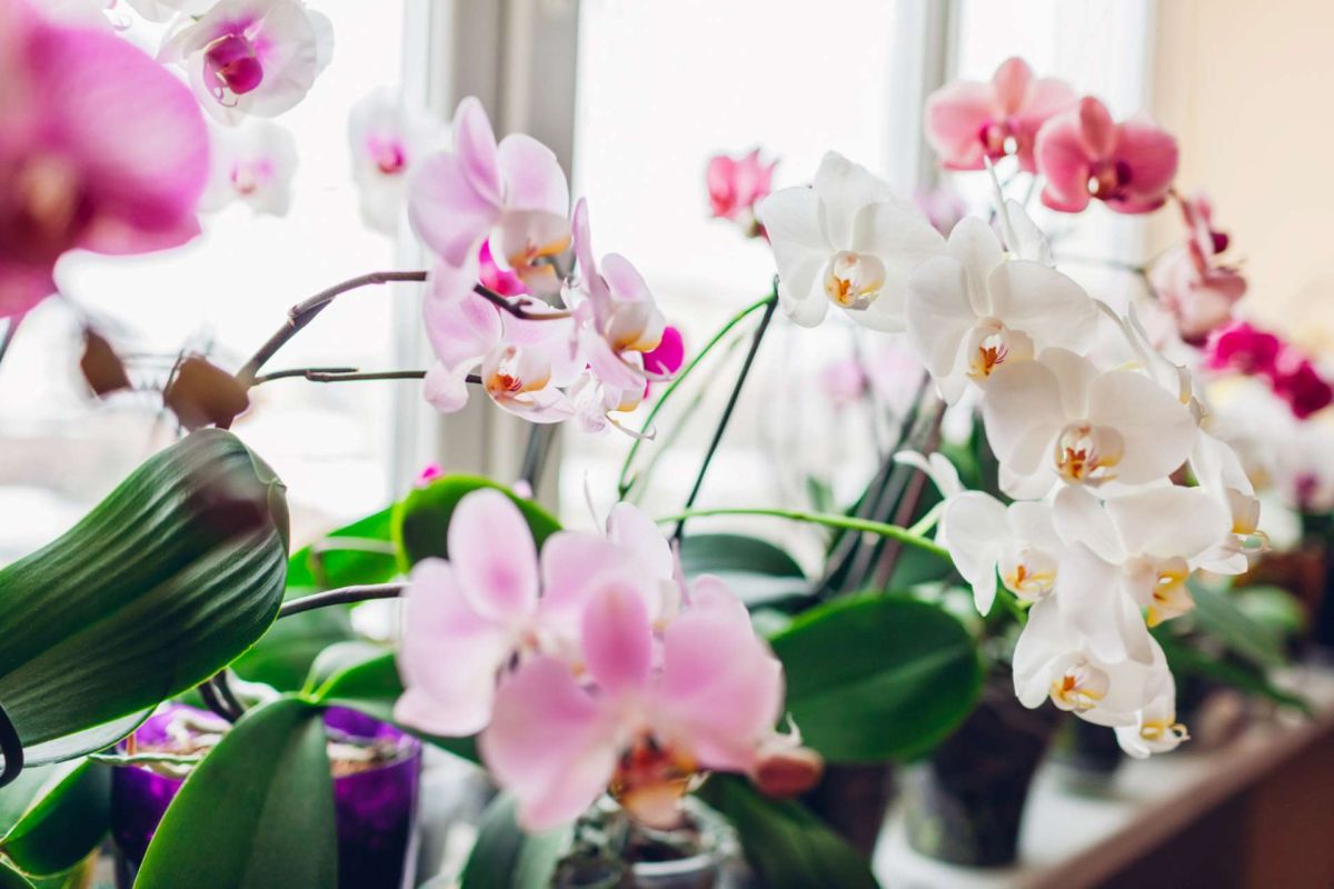 Découvrez comment faire fleurir vos orchidées plus souvent que jamais
