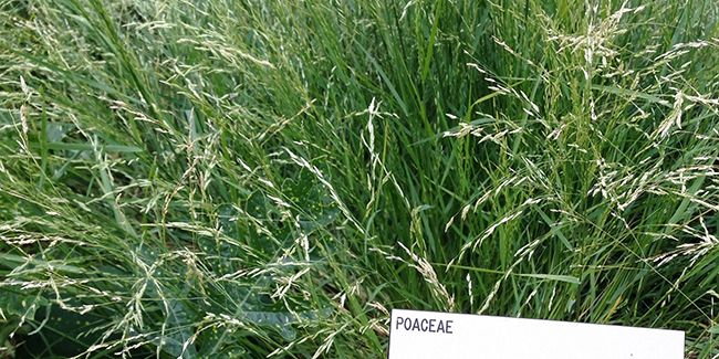 Le teff, la graine miracle sans gluten