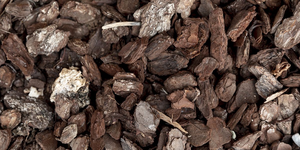 Paillage en écorces de pins : avantages, inconvénients et plantes compatibles