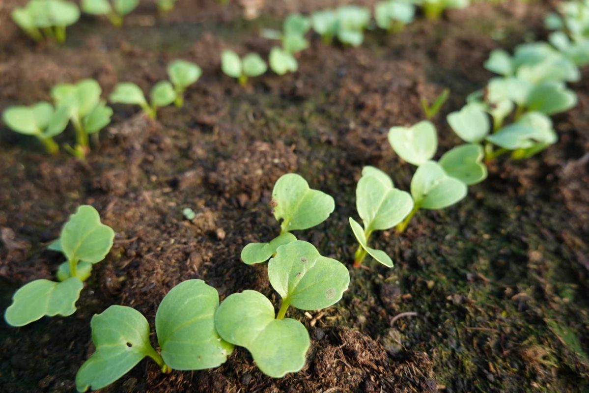 sèmez des radis cet automne pour une récolte croquante avant octobre