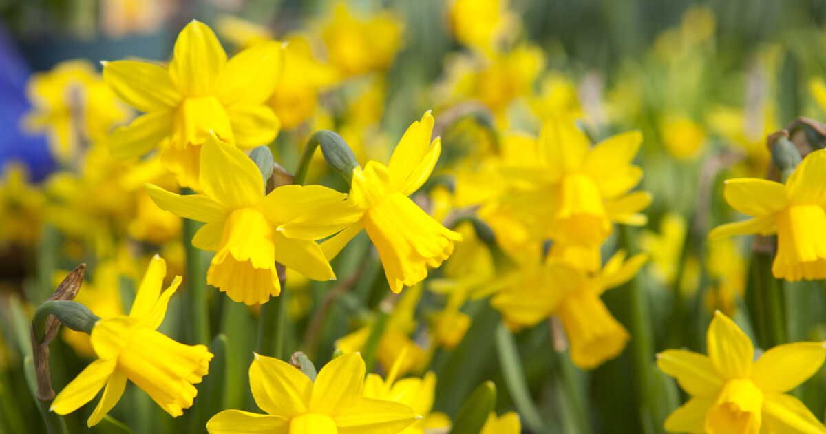 Quelle est la différence entre jonquilles et narcisses ?