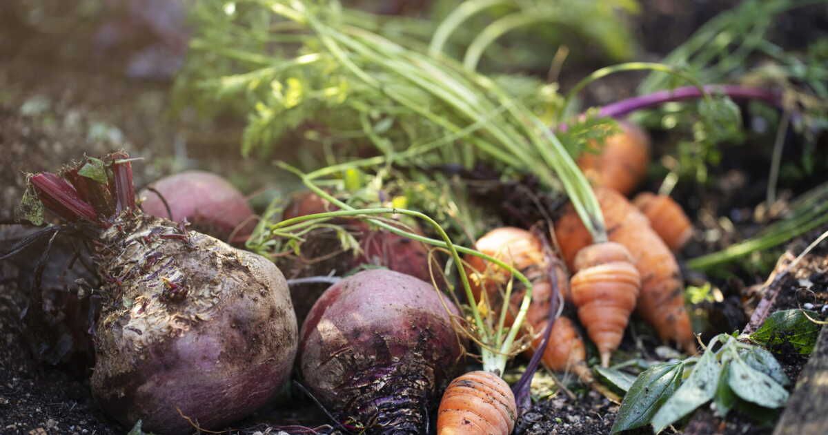 Vendre ses légumes du potager : l'impôt méconnu qui peut vous surprendre