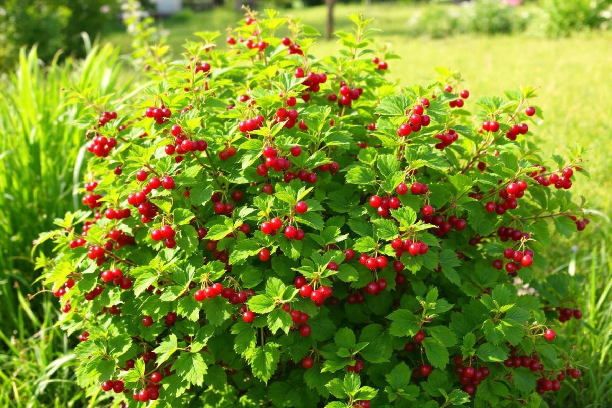 juillet : une taille rapide pour des groseilles plus saines et plus nombreuses