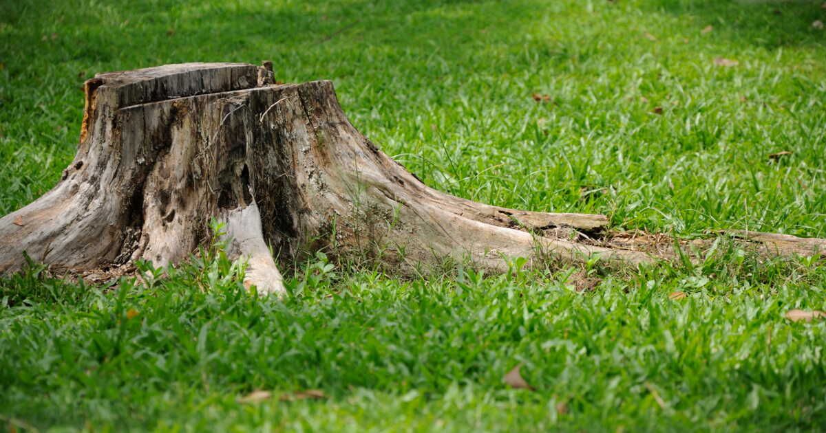 Comment retirer une souche d'arbre ?