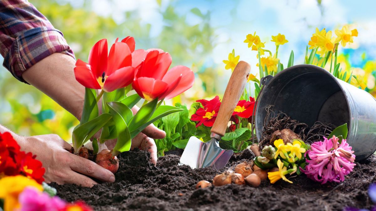 Jusqu'à quand planter les bulbes ? les conseils pour un jardin fleuri même en décembre