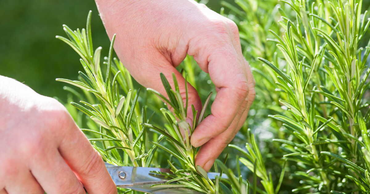 tailler les herbes aromatiques au bon moment : guide pratique
