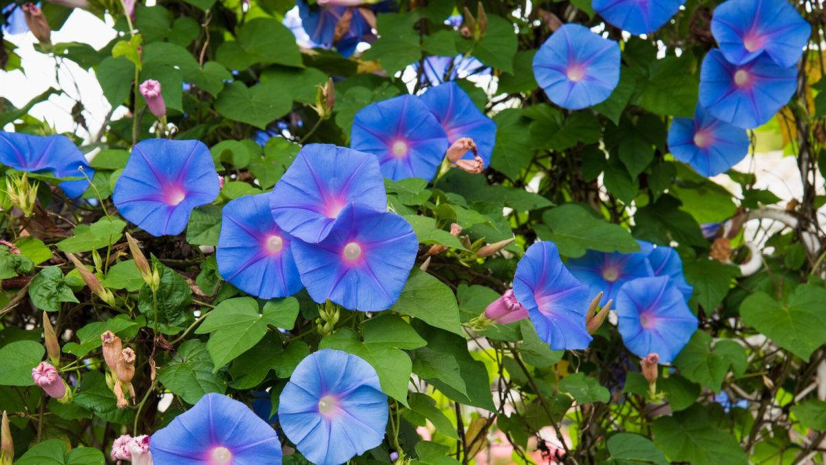 terrasse ensoleillée : quelles grimpantes choisir pour un balcon fleuri