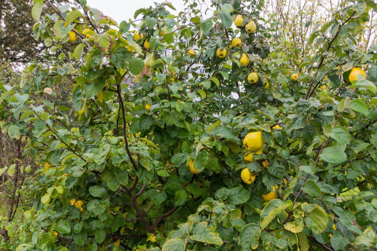 Cognassier : plantation et entretien de l'arbre à coing