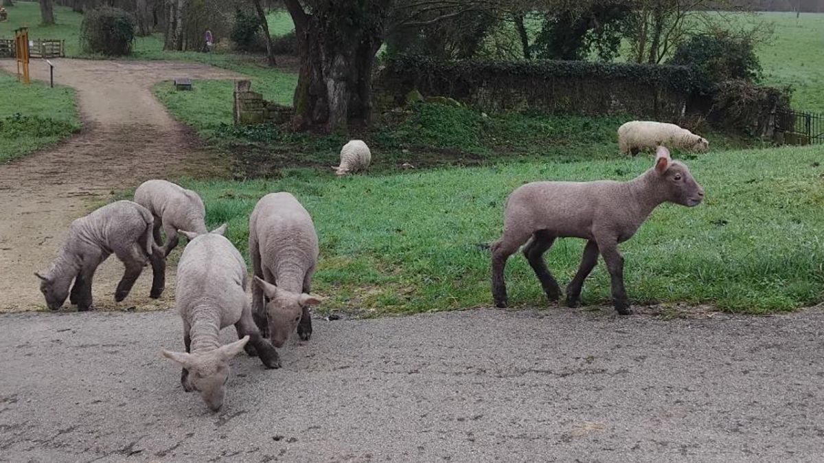 Des agneaux disparus : un vol qui sème l’inquiétude au château de Mursay