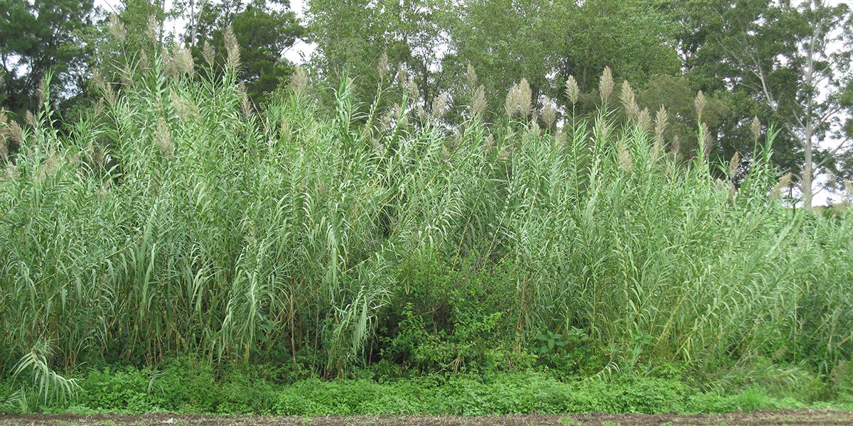 Découverte de la canne de Provence (Arundo donax), la plante idéale autour d'un bassin