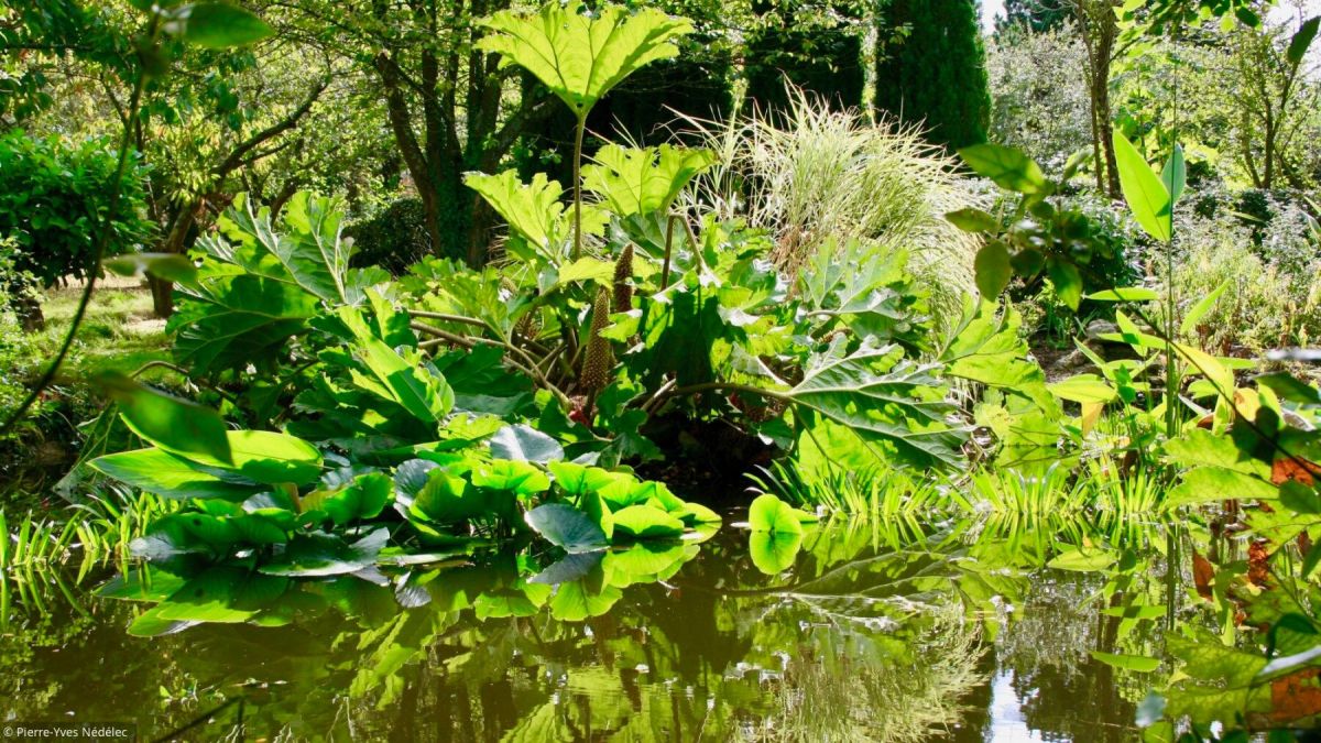 Créer un bassin dans votre jardin : nos astuces essentielles