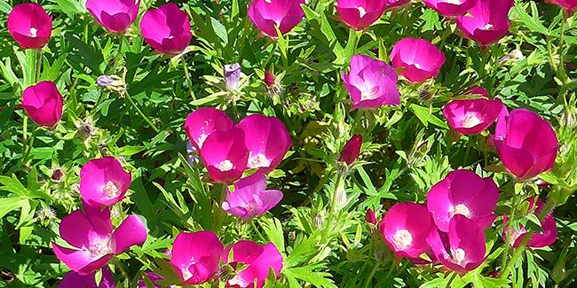 La mauve-pavot : la plante idéale pour des jardins secs et ensoleillés