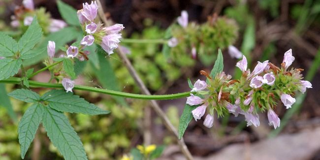 Cédronelle, le baume de Galaad des Canaries