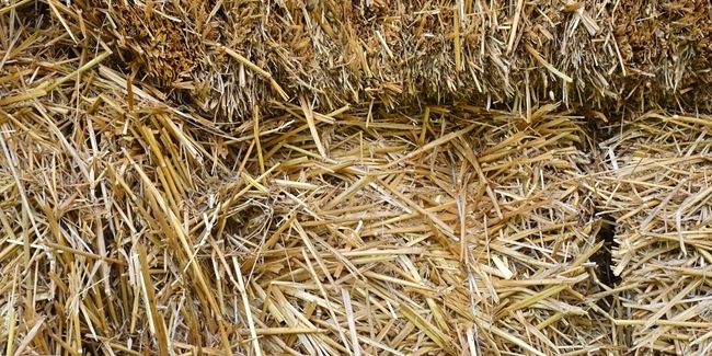 La maison en paille : un choix écologique entre avantages et défis