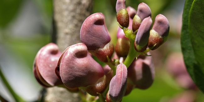 La glycine tubéreuse : un trésor caché des légumineuses