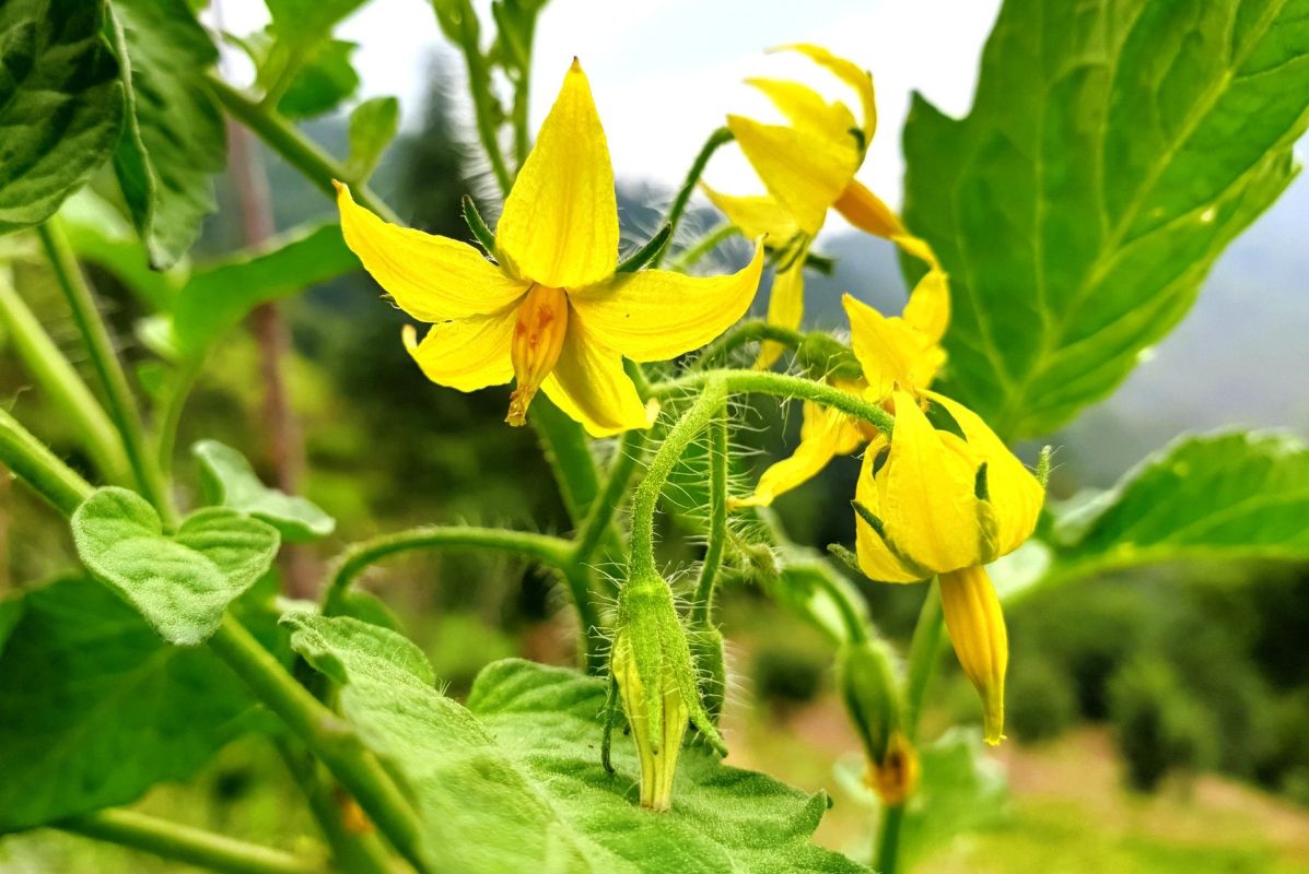 Les secrets d'une récolte généreuse : 6 gestes indispensables pour vos tomates