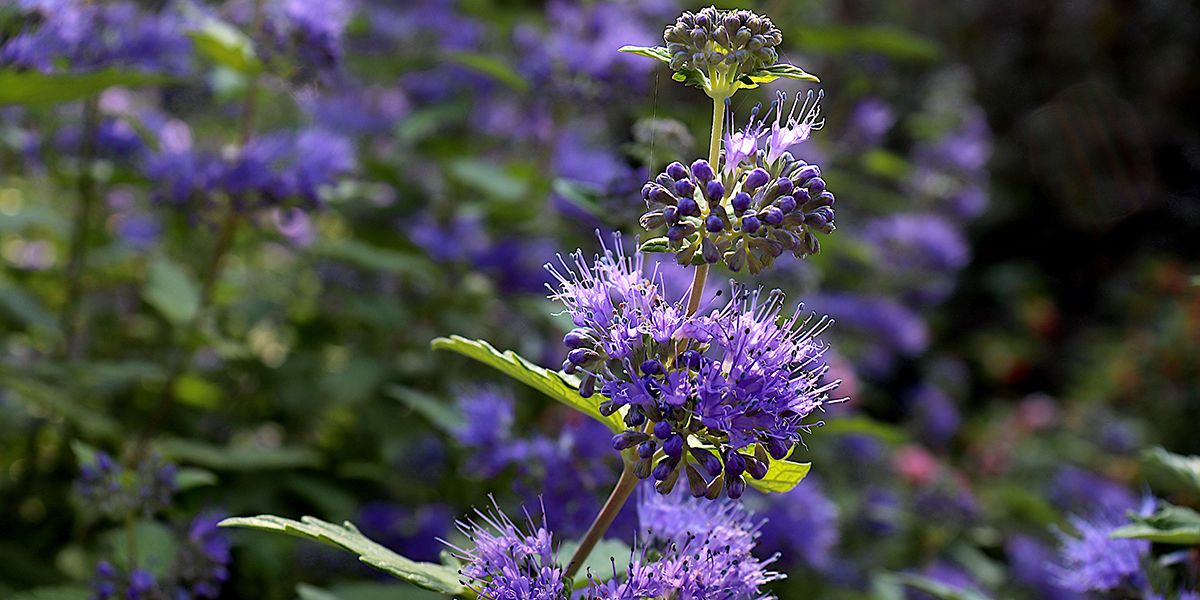 Barbe-bleue (Caryopteris x clandonensis)
