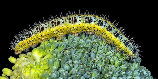 Éloignez la piéride du chou avec des solutions naturelles