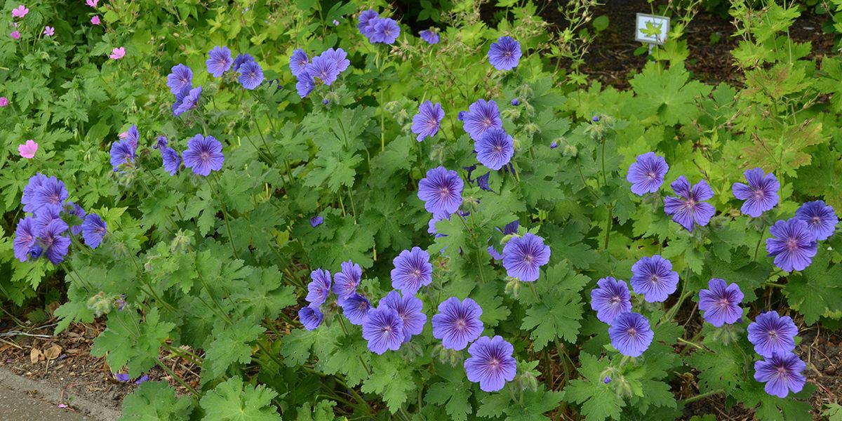 Les géraniums vivaces : des alliés floraux pour tous les jardins
