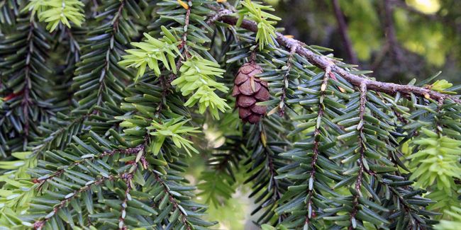 Tsuga du Canada (Tsuga canadensis) : un trésor des forêts nord-américaines