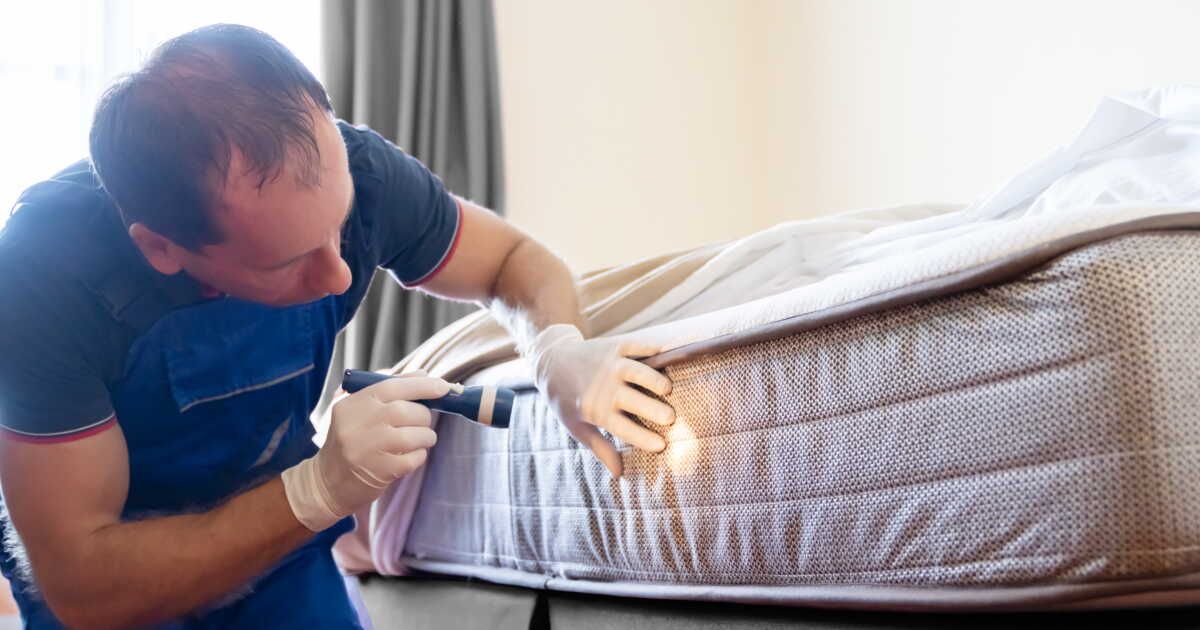 Les nuisibles à la maison : solutions pour les éliminer efficacement