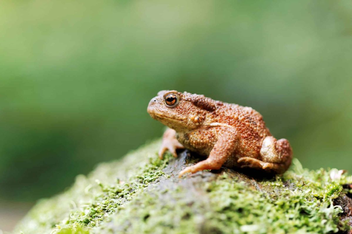 Un crapaud au jardin : un allié inattendu pour vos cultures