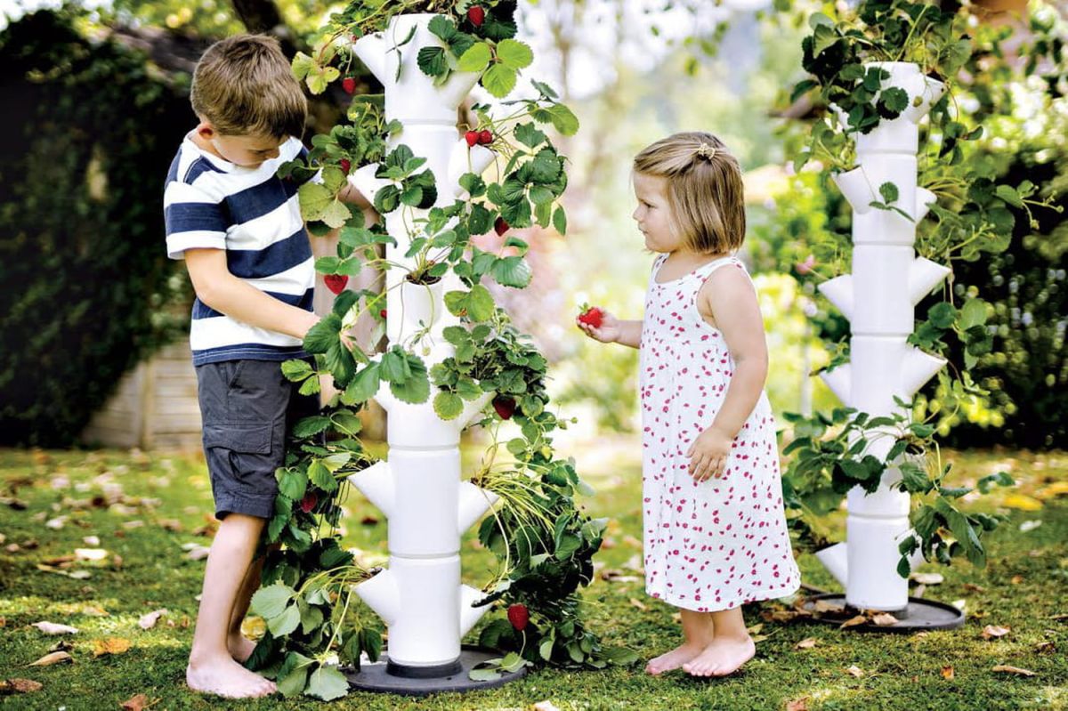 Créer votre propre tour à fraises : guide pratique et conseils d'entretien