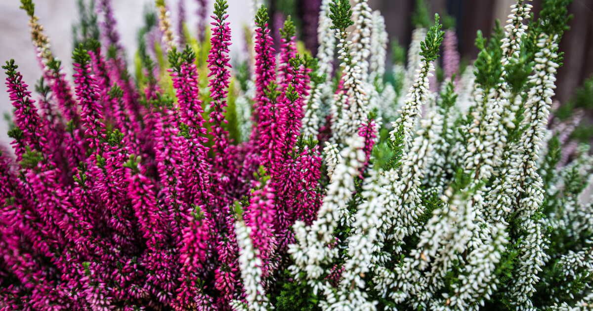 Quand et comment tailler la bruyère ?