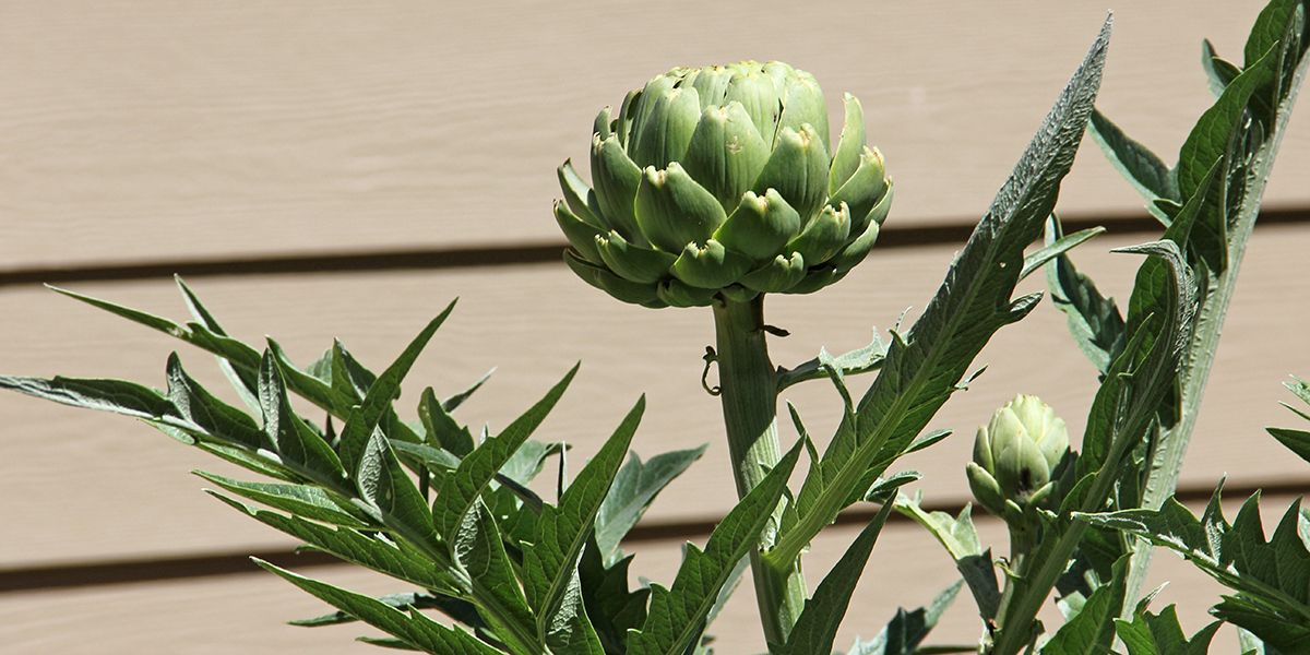 L'artichaut, le trésor vert à découvrir