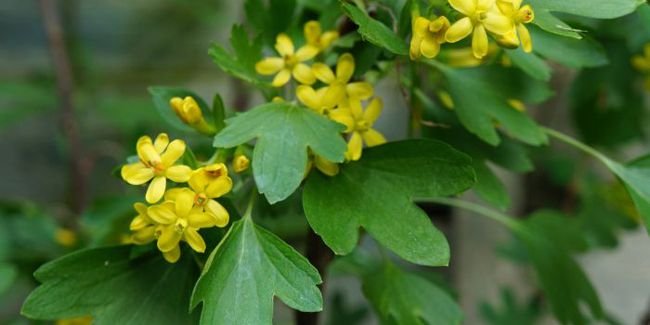 Groseillier doré (Ribes odoratum) : un arbuste surprenant