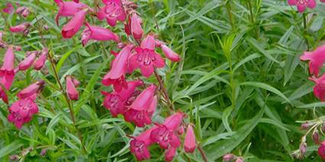Apportez une touche sauvage à votre jardin avec le penstemon