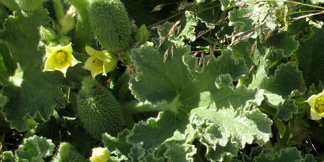 Le concombre d'âne : une plante fascinante à découvrir