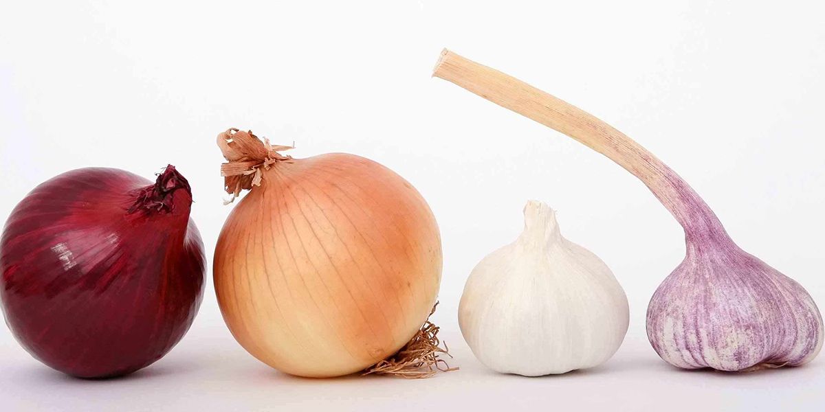 démystifier les noms des plantes : entre botanique et quotidien