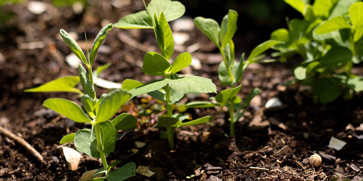 Semer des petits pois : guide essentiel pour les jardiniers